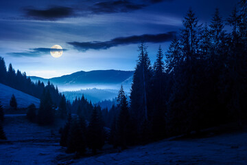 Fototapeta premium cold fog in the mountain valley at night. nature phenomenon over mysterious mountain landscape with coniferous forest. full moon over trees in misty nature background for halloween. view from a hill