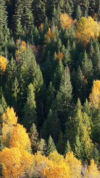Vibrant Autumn Colors Adorn the Lush Forest Landscape of British Columbia, Canada