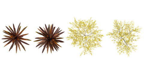 Obraz premium Collection of Cordyline,cornus plants on transparent background from the top view