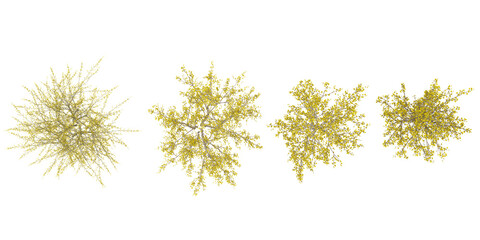 Naklejka premium Collection of cornus plants on transparent background from the top view
