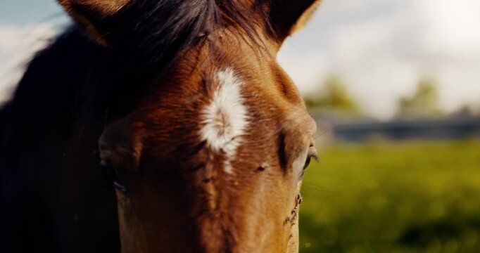 Cheval se d&eacute;barrassent des mouches