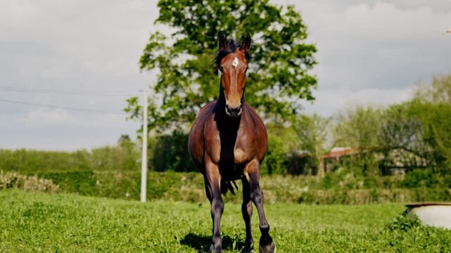 Cheval galopant dans un champs au ralenti