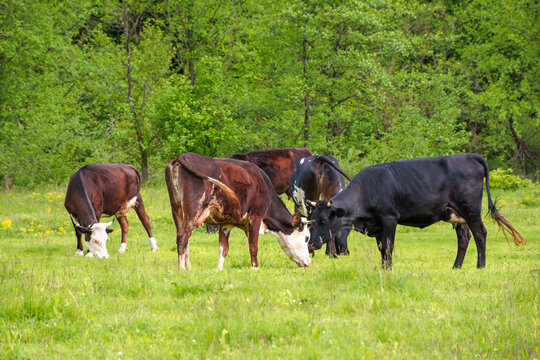 cattle of cows on a pasture near deciduous forest. lovely countryside scenery in springtime. rural cows grazing on the field. carpapthian grass fed cattle. grazing livestock background