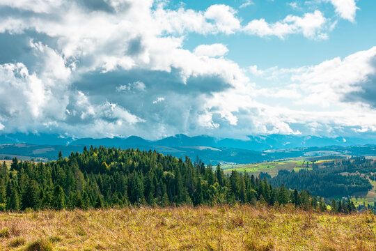 mountain landscape on september forenoon. green nature of carpathian mountains with coniferous forest. view of a scenery with rolling hills under cloudy sky. pasture near woods