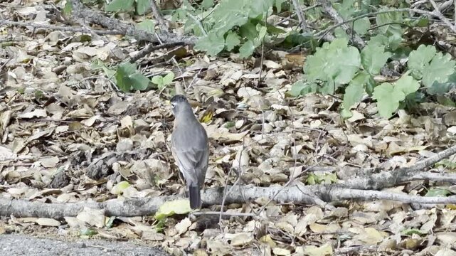 An American robin looks for food in leaf litter	