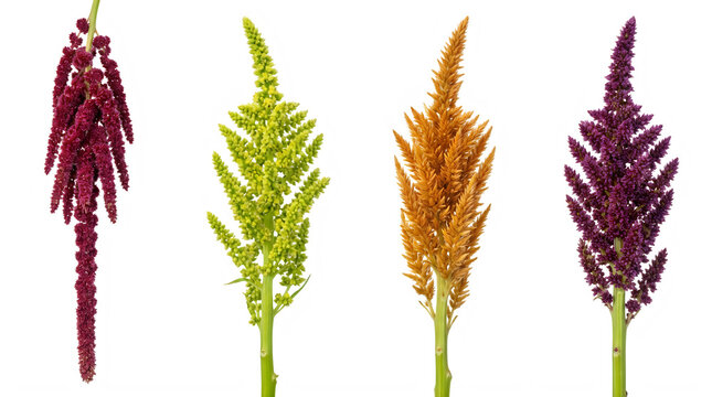 Set of tall celosia cockscomb flowers in vibrant red and yellow frontal isolated png on a transparent background perfectly cutout high resolution