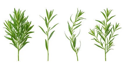 Fototapeta premium Set of green rosemary and needle shaped herb leaves garden plants frontal isolated png on a transparent background perfectly cutout high resolution