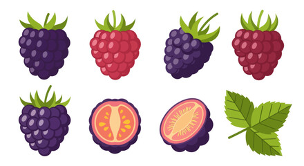 Vibrant berry collection isolated on white © Hype