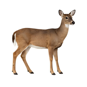 Full body standing brown deer animal isolated on transparent background