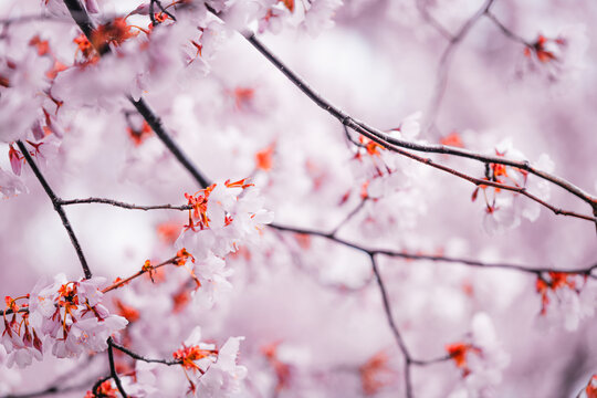 Soft pink cherry blossoms blooming in Toronto during springtime, captured in a dreamy close-up with delicate petals and pastel bokeh background.
