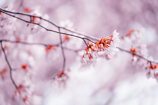 Soft pink cherry blossoms blooming in Toronto during springtime, captured in a dreamy close-up with delicate petals and pastel bokeh background.
