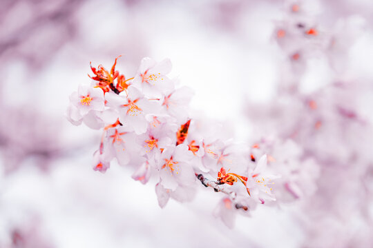 Soft pink cherry blossoms blooming in Toronto during springtime, captured in a dreamy close-up with delicate petals and pastel bokeh background.
