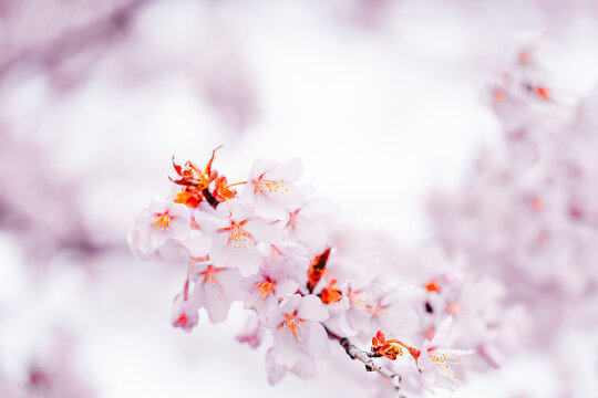Soft pink cherry blossoms blooming in Toronto during springtime, captured in a dreamy close-up with delicate petals and pastel bokeh background.
