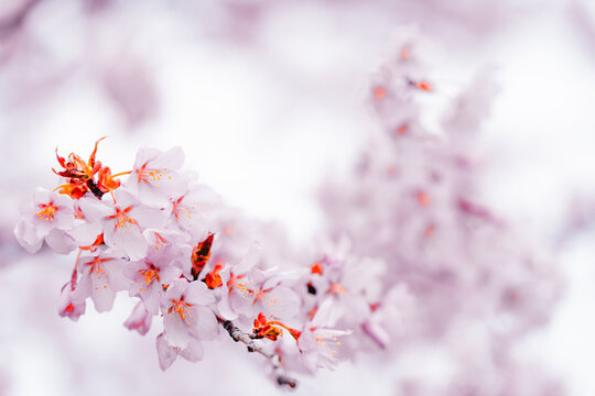 Soft pink cherry blossoms blooming in Toronto during springtime, captured in a dreamy close-up with delicate petals and pastel bokeh background.
