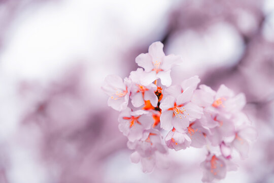 Soft pink cherry blossoms blooming in Toronto during springtime, captured in a dreamy close-up with delicate petals and pastel bokeh background.
