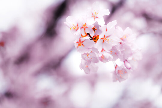 Soft pink cherry blossoms blooming in Toronto during springtime, captured in a dreamy close-up with delicate petals and pastel bokeh background.
