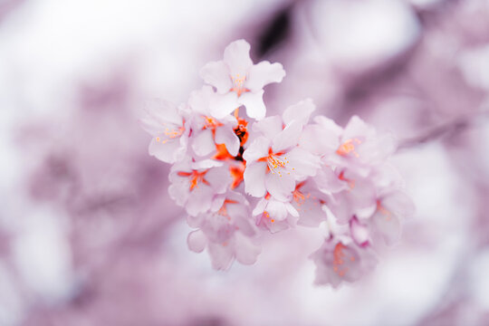 Soft pink cherry blossoms blooming in Toronto during springtime, captured in a dreamy close-up with delicate petals and pastel bokeh background.
