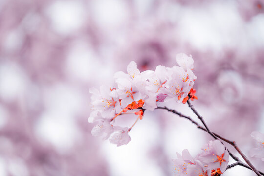 Soft pink cherry blossoms blooming in Toronto during springtime, captured in a dreamy close-up with delicate petals and pastel bokeh background.
