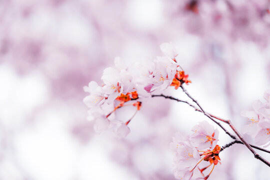 Soft pink cherry blossoms blooming in Toronto during springtime, captured in a dreamy close-up with delicate petals and pastel bokeh background.
