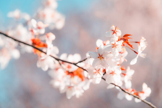Soft pink cherry blossoms blooming in Toronto during springtime, captured in a dreamy close-up with delicate petals and pastel bokeh background.
