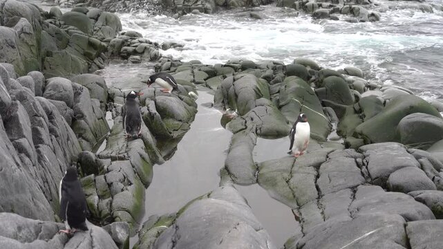 Stationary shot of Gentoo and Chinstrap penguins resting on dark, volcanic rocks by tidal pools at the Argentine Melchior Base, with ocean waves crashing in the background