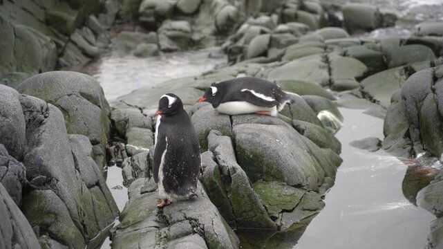Stationary shot of Gentoo and Chinstrap penguins resting on dark, volcanic rocks by tidal pools at the Argentine Melchior Base, with ocean waves crashing in the background