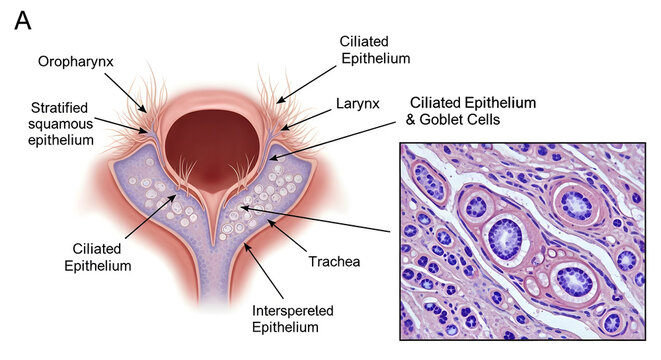 Microscopic view of ciliated epithelium and goblet cells within tracheal airways.