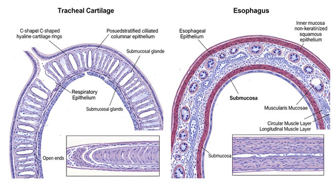Tracheal cartilage and esophagus cross-sections comparison with detailed cellular structures.