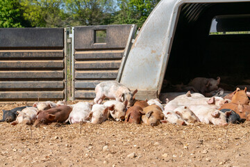 Close-up of curious piglets on a free-range farm in the Suffolk countryside, UK, captured from a low angle in bright natural sunlight, showcasing rural agriculture and animal husbandry. © Ryan