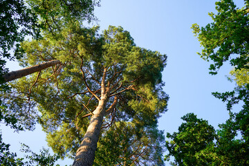 Fototapeta premium Looking up in to backlit tree canopies 
