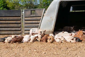 Close-up of curious piglets on a free-range farm in the Suffolk countryside, UK, captured from a low angle in bright natural sunlight, showcasing rural agriculture and animal husbandry. © Ryan