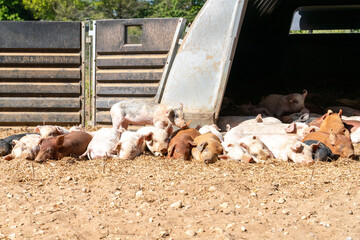 Close-up of curious piglets on a free-range farm in the Suffolk countryside, UK, captured from a low angle in bright natural sunlight, showcasing rural agriculture and animal husbandry. © Ryan