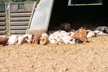 Close-up of curious piglets on a free-range farm in the Suffolk countryside, UK, captured from a low angle in bright natural sunlight, showcasing rural agriculture and animal husbandry. © Ryan