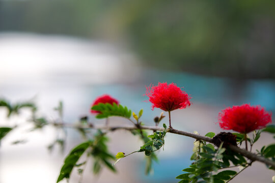 Red Powder Puff Flower Macro with Green Bokeh Background