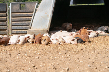 Close-up of curious piglets on a free-range farm in the Suffolk countryside, UK, captured from a low angle in bright natural sunlight, showcasing rural agriculture and animal husbandry. © Ryan
