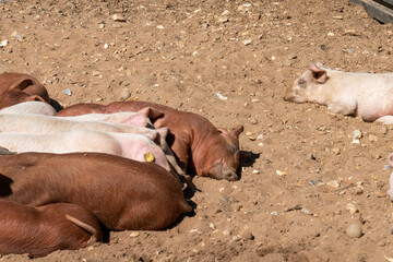 Close-up of curious piglets on a free-range farm in the Suffolk countryside, UK, captured from a low angle in bright natural sunlight, showcasing rural agriculture and animal husbandry. © Ryan