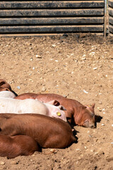 Close-up of curious piglets on a free-range farm in the Suffolk countryside, UK, captured from a low angle in bright natural sunlight, showcasing rural agriculture and animal husbandry. © Ryan