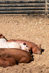 Close-up of curious piglets on a free-range farm in the Suffolk countryside, UK, captured from a low angle in bright natural sunlight, showcasing rural agriculture and animal husbandry. © Ryan