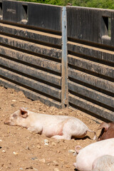 Close-up of curious piglets on a free-range farm in the Suffolk countryside, UK, captured from a low angle in bright natural sunlight, showcasing rural agriculture and animal husbandry. © Ryan