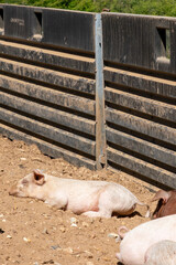 Close-up of curious piglets on a free-range farm in the Suffolk countryside, UK, captured from a low angle in bright natural sunlight, showcasing rural agriculture and animal husbandry. © Ryan