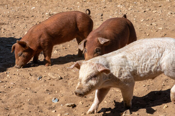 Close-up of curious piglets on a free-range farm in the Suffolk countryside, UK, captured from a low angle in bright natural sunlight, showcasing rural agriculture and animal husbandry. © Ryan