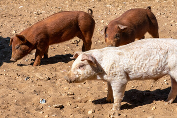 Close-up of curious piglets on a free-range farm in the Suffolk countryside, UK, captured from a low angle in bright natural sunlight, showcasing rural agriculture and animal husbandry. © Ryan