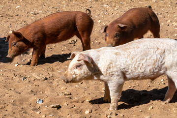 Close-up of curious piglets on a free-range farm in the Suffolk countryside, UK, captured from a low angle in bright natural sunlight, showcasing rural agriculture and animal husbandry. © Ryan