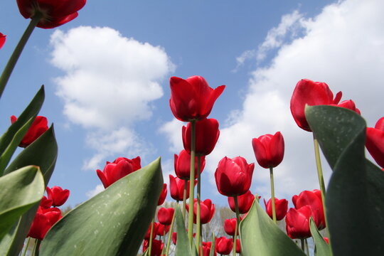 low angle view of red tulips in a bulb field in holland in springtime and a blue sky with clouds in the background