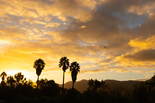 palm trees at sunset, Stanford, South Africa