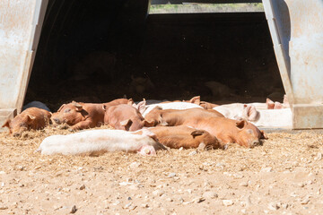 Close-up of curious piglets on a free-range farm in the Suffolk countryside, UK, captured from a low angle in bright natural sunlight, showcasing rural agriculture and animal husbandry. © Ryan