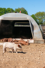 Close-up of curious piglets on a free-range farm in the Suffolk countryside, UK, captured from a low angle in bright natural sunlight, showcasing rural agriculture and animal husbandry. © Ryan