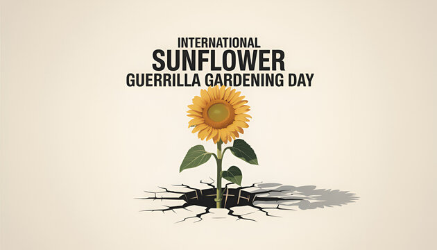 Vibrant sunflower emerges from cracked earth on international sunflower guerrilla gardening day