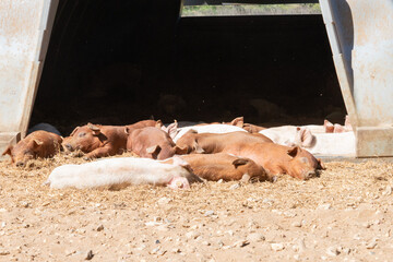 Close-up of curious piglets on a free-range farm in the Suffolk countryside, UK, captured from a low angle in bright natural sunlight, showcasing rural agriculture and animal husbandry. © Ryan