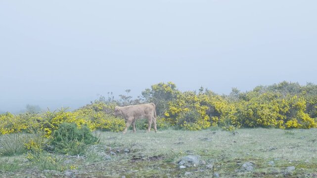 Young calf walking in a foggy field with yellow flowers